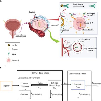 Localized radiotherapy of solid tumors using radiopharmaceutical loaded implantable system: insights from a mathematical model